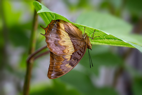 Charaxes