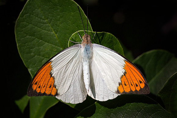 Great Orange Tip