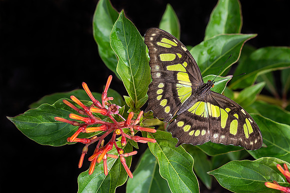 Malachite on Firebush