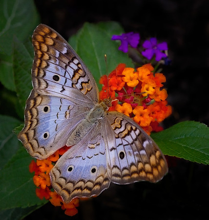 White Peacock