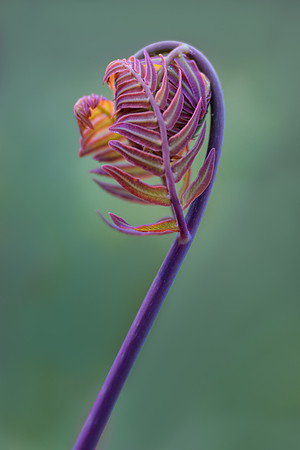 Royal Fern