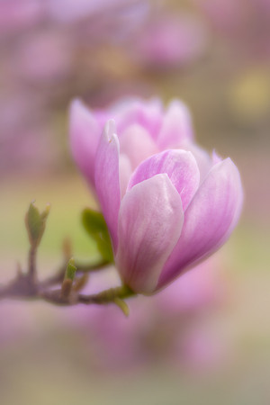 Magnolia in Copenhagen