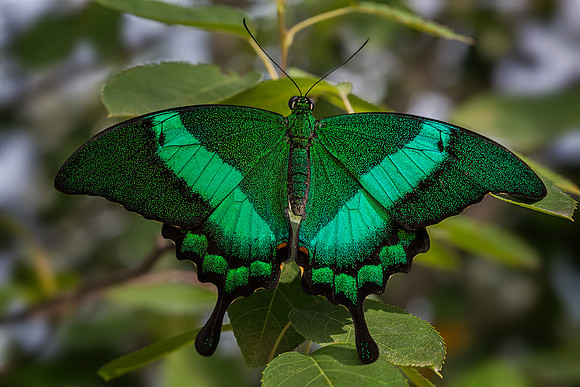 Emerald Swallowtail