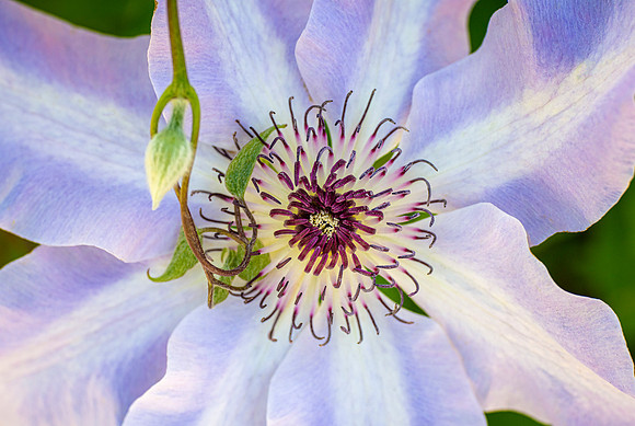 Tenderly Entwined