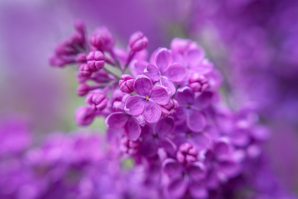 Lilacs in Bloom