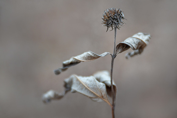 Woodland Dancer