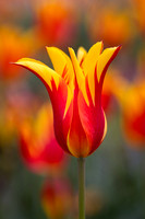 Tulipa 'Firework'
