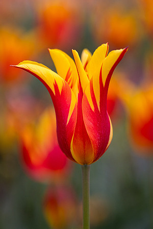 Tulipa 'Firework'
