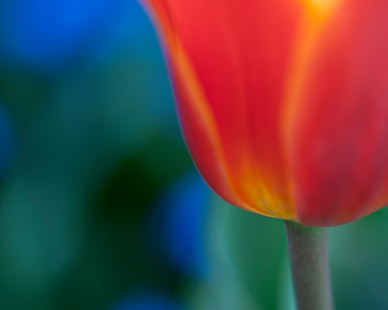 'Bronze Charm' Tulip