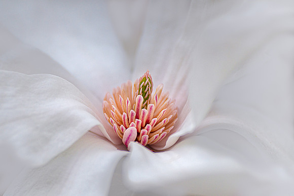Merrill Magnolia