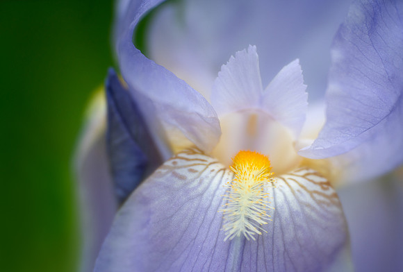 Bearded Iris