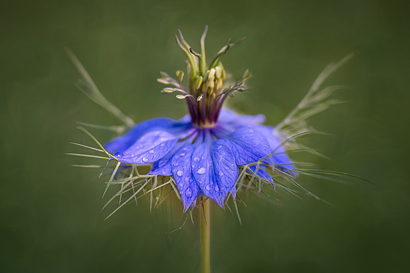 Love-In-A-Mist