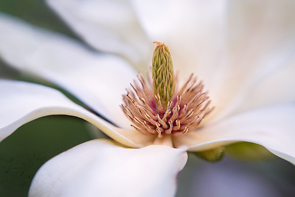 Magnolia Blossom