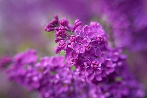 Lilacs