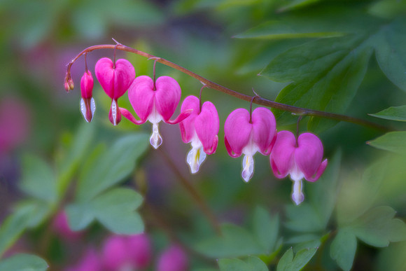 Bleeding Heart