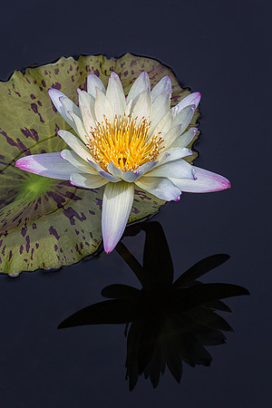 Waterlily