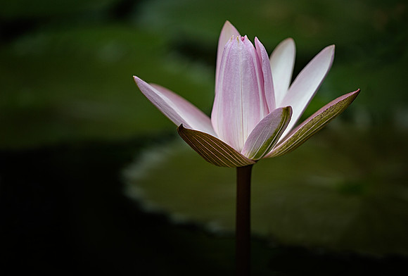 'Texas Shell Pink' Waterlily - Longwood Gardens