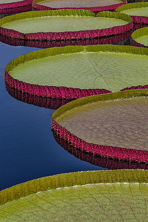 Lily Pads
