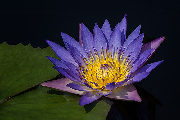 Waterlily - Longwood Gardens