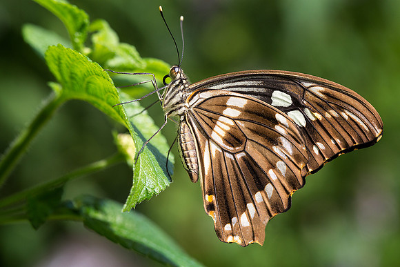 Mocker Swallowtail