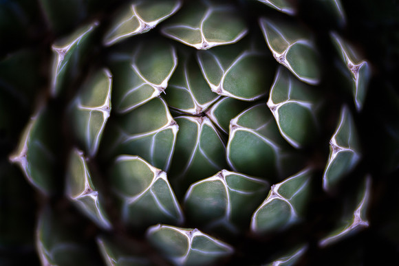 Queen Victoria Agave
