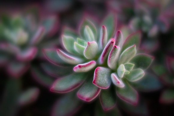 Red Velvet Echeveria