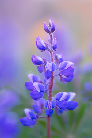 Lupine at Indiana Dunes
