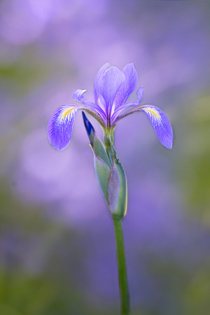 Wild Iris
