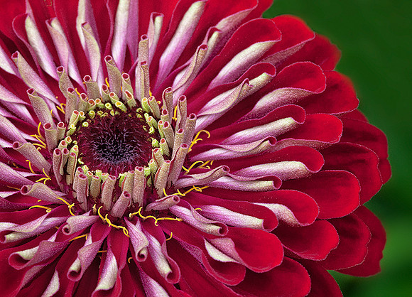 Zinnia