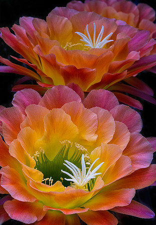 Echinopsis 'Apricot Glow'