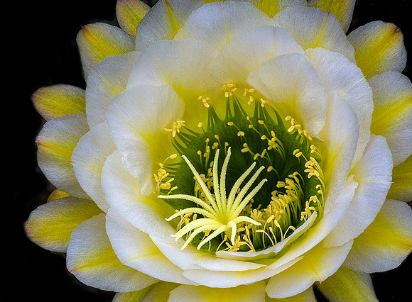 Echinopsis
