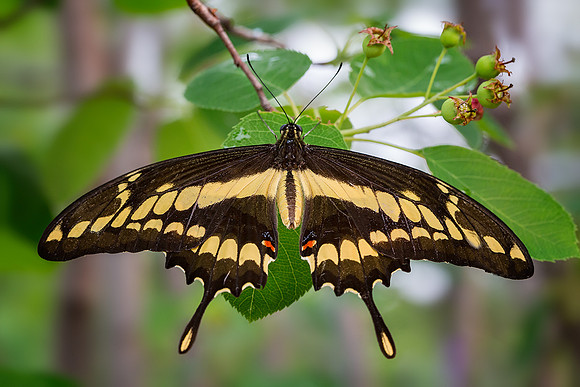 Thaos Swallowtail