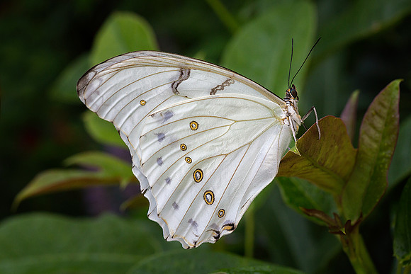 White Morpho