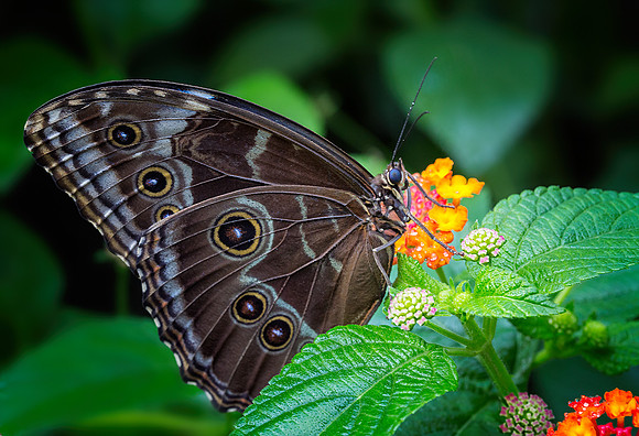 Blue Morpho
