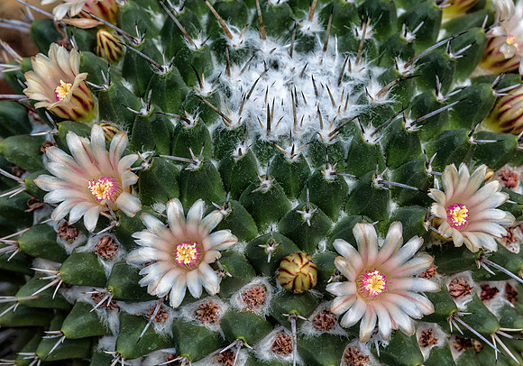 Flowering Cactus