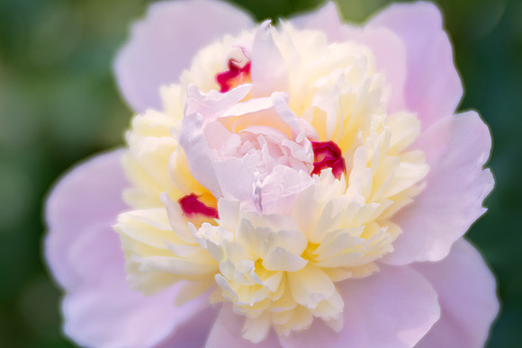 Peony