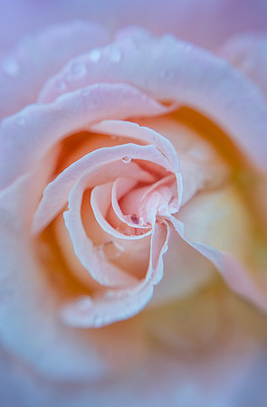 Rose With Raindrops