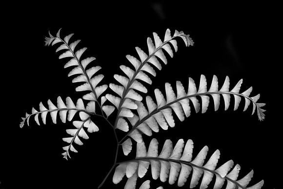 Maidenhair Fern