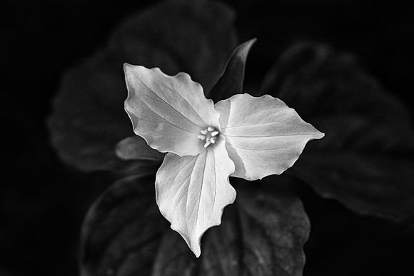 Trillium