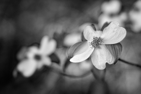 Dogwood Blossoms
