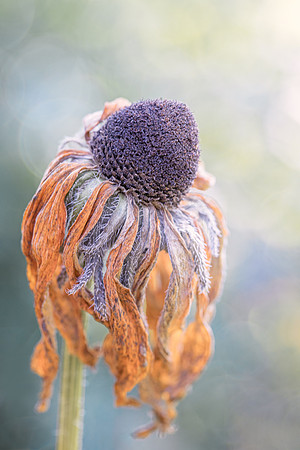 Faded Rubeckia