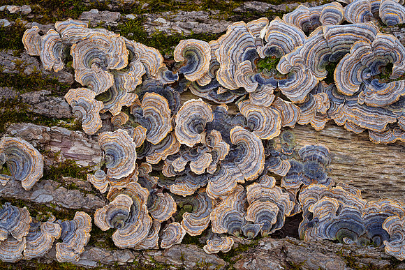 Turkey Tail - Trametes versacolor