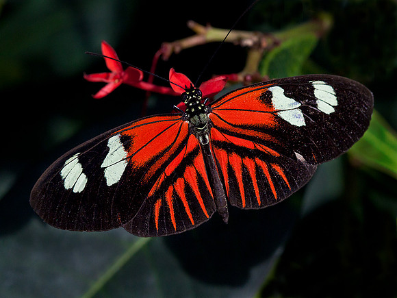 Doris Longwing