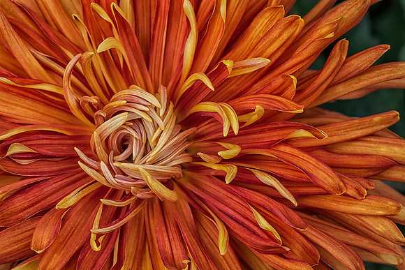 Spider Mum