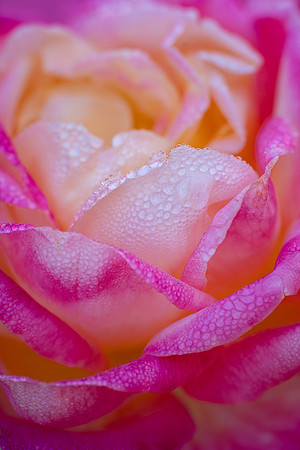 Rosa 'Love and Peace'