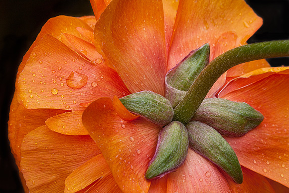 Ranunculus After the Rain