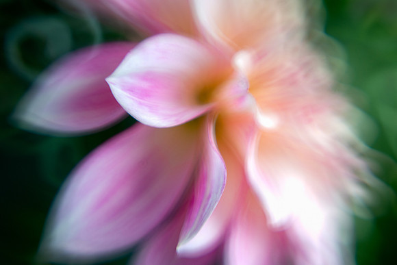 Dahlia 'Café au Lait'