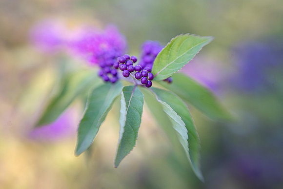Japanese Beautyberries in Fall