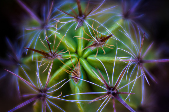 Cactus Details