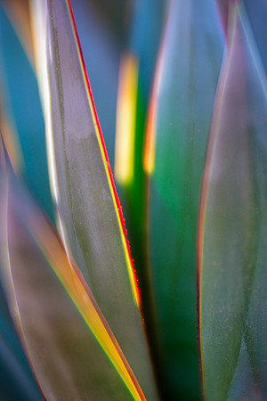 Agave Aglow